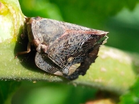 Ledra aurita camouflaged on green plant stem, close up macro