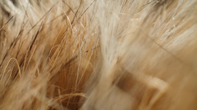 Beige wool fibers texture, fluffy natural wool extreme close up macro, soft fleece textile background for knitwear, sewing and garment production