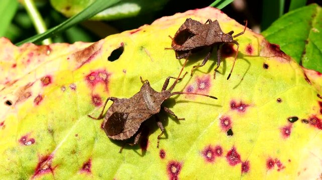 Dock Leaf Bug, Dock Bug (Coreus marginatus), courtship and copulation time
