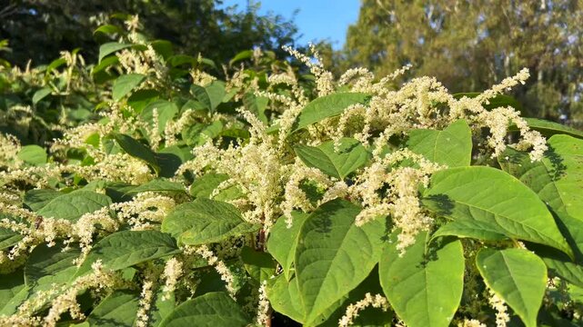 Flowering Japanese Knotweed (Fallopia japonica) an invasive plant in Abbek&aring;s, Skurup community, Scania, Sweden, Scandinavia