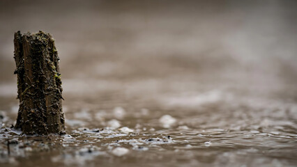 Obraz premium Close-up of a weathered wooden post sticking out of muddy wet ground in a natural landscape