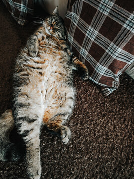 Tabby cat is chilling on the sofa. An atmosphere of coziness, calm, and safety for the animal.pet in a cozy setting.The daily life of a house cat. A fluffy tabby cat in a home setting.