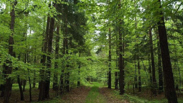 Drone flight along a forest road in a mixed forest, path, trees, deciduous trees, forestry, summer, Eastern Styrian hills, Styria, Austria