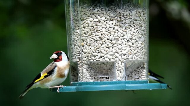 European goldfinch (Carduelis carduelis) eats sunflower seeds, Hesse, Germany
