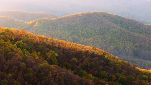 Dense mountain woodland covered with vivid autumn foliage under warm evening sky. Golden treetops create breathtaking seasonal nature panorama.