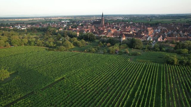Vineyard and cityscape Bergheim seen from above, Alsace, France | vineyard and cityscape Bergheim seen from above, Alsace, France