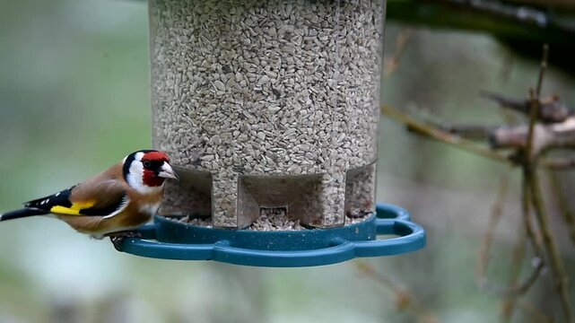 Goldfinch, Goldfinch Carduelis carduelis eats sunflower seeds in winter, Schleswig-Holstein, Germany