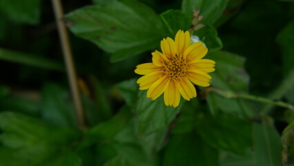 Beautiful yellow wildflower blooming among dense green leaves in the sunlight, close-up shot of a small daisy-like flower in a natural garden © Darmanto