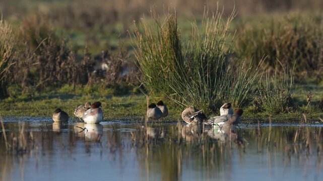 Eurasian Wigeon, Mareca penelope, birds on winter marshes