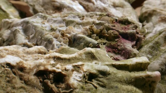 Oyster shells texture, fresh raw oysters extreme close up macro, rough shellfish surface for seafood restaurant, market and delicacy ads