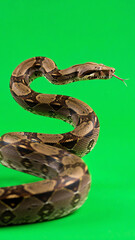 Obraz premium Realistic snake slithering across a bright green screen background with fluid scale motion and tongue flickering