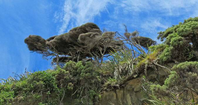 New Zealand - Windswept Coastal Trees On Rocky Cliff Against Bright Blue Sky Showing Resilient Landscape