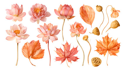 Fototapeta premium Beautiful watercolor collection of pink lotus flowers and autumn maple leaves