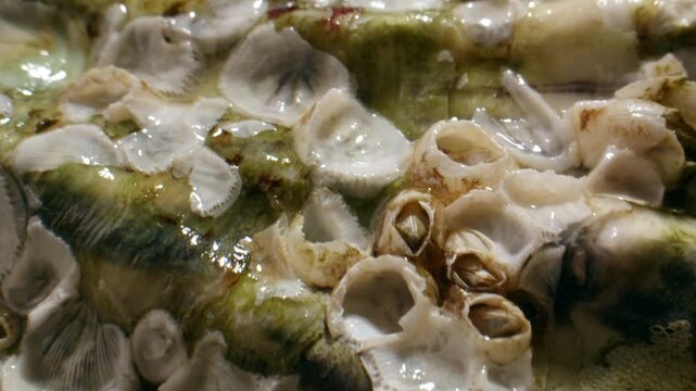 Oyster shells texture, fresh raw oysters extreme close up macro, rough shellfish surface for seafood restaurant, market and delicacy ads