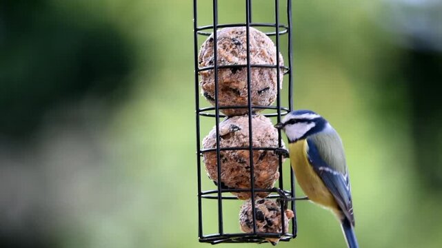 Blue tit (Cyanistes caeruleus) and house sparrow (Passer domesticus) eat tit dumplings