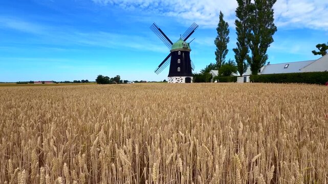 Growing wheat swaying in the wind at an old windmill and against a blue sky in Hagestaborg, Ystad Municipality, Sk&aring;ne County, Sweden, Scandinavia