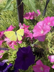 Cloudless sulphur butterfly on pink petunia flowers © Jessica