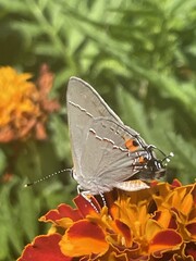 Gray hairstreak butterfly on orange marigold flower © Jessica