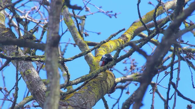Woodpecker searching insects lichen covered branch. Black white bird flies away.