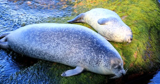 Harbor seal (Phoca vitulina), Female and youngster hauled on rock at low tide to rest and regulate their body temperature. Forillon national park, Province of Quebec, Canada, North America