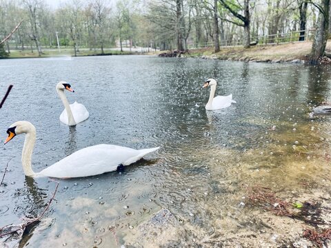 Three white swans swimming on pond