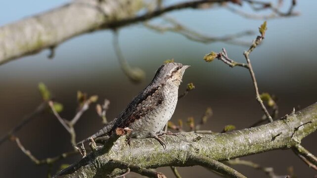 Wryneck (Jynx torquilla) Courtship Germany
