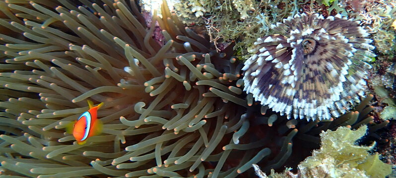 Philippines sea life