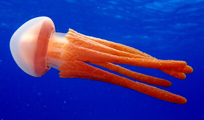 Philippine's sea life © Brian