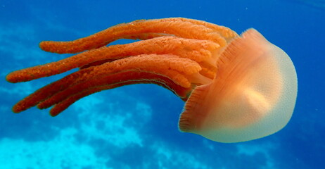 Philippines Sea © Brian
