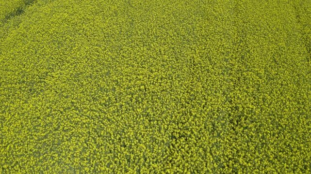 Aerial view of a rape field in bloom in spring, Flachgau, Salzburg province, Austria