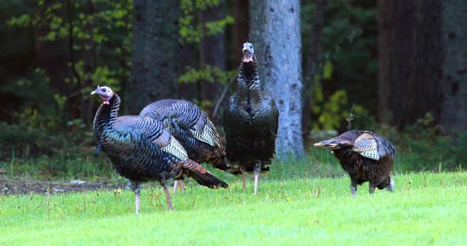 Wild turkey. Meleagris gallopavo. Male in courtship display with a group of females. Region of La Mauricie, province of Quebec. Canada