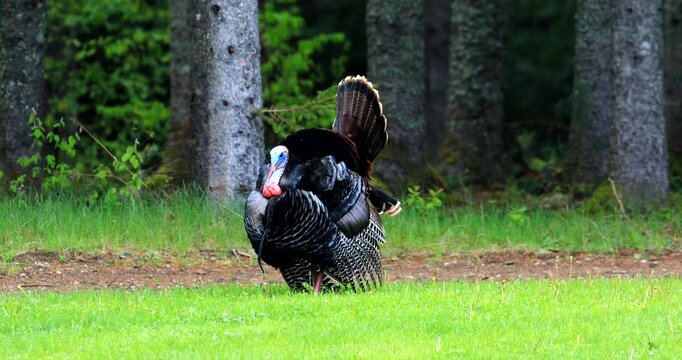 Wild turkey. Meleagris gallopavo. Male in courtship display. Region of La Mauricie, province of Quebec. Canada