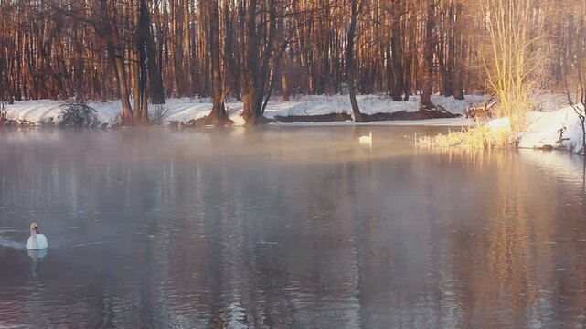 Mute swans swimming misty river snowy forest. Steaming water golden dawn light.