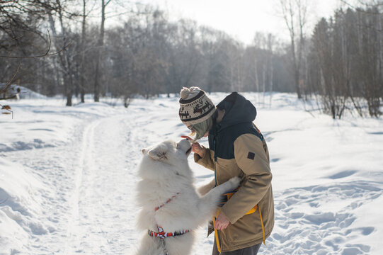 Young woman walking with fluffy samoyed dog in snowy winter park. 