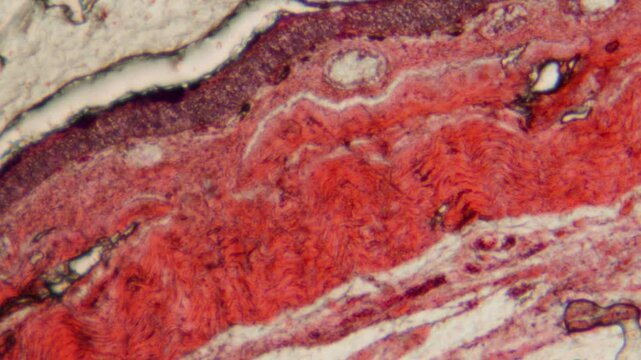 Red stained histology tissue under microscope, muscle or skin tissue section extreme close up macro, medical laboratory, pathology research and AI agent