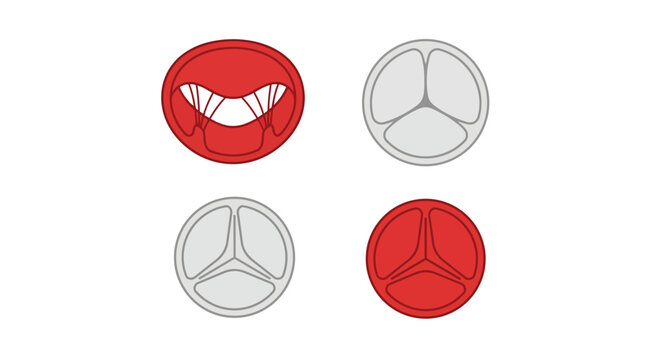Cardiac heart valve anatomy showing open and closed aortic mitral positions minimalist flat vector illustration for cardiology medical education