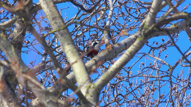 Woodpecker pecking tree branch blue sky. Spring buds birdwatching wild nature.