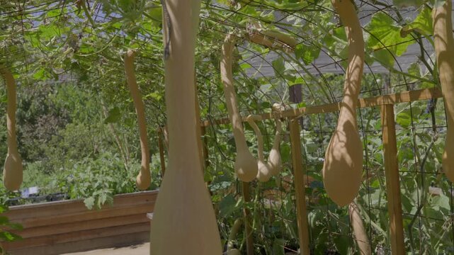 A smooth panning shot inside a sun-drenched, idealistic greenhouse capturing fresh squash hanging gracefully from an overhead trellis system.