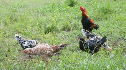 free range chicken © Romnyboy