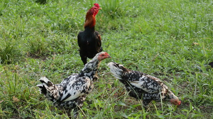 free range chicken © Romnyboy