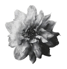 Obraz premium PNG Black and white halftone flower illustration on dark background