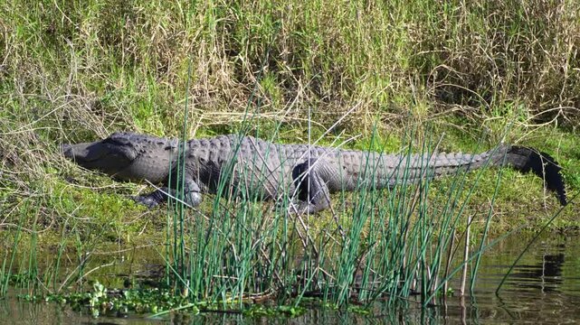 Large alligator basking in the sun near freshwater pond in Florida marshland, natural wildlife habitat.