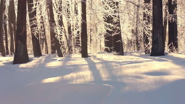 Snowy forest floor golden sunlight shadows. Frost covered trees winter morning.