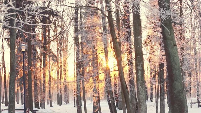 Sunrise glow frosty trunks snow covered trees city park. Pan winter woodland.
