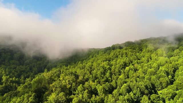 Mountain forest in humid summer rainy season with lush green trees and misty woods.