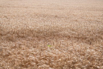Obraz premium Barley grain and spikelet. Wheat ears background. Ripe barley field. Barley grain harvest. Crop harvest in summer. Agriculture field with ripe wheat harvest. Countryside farming