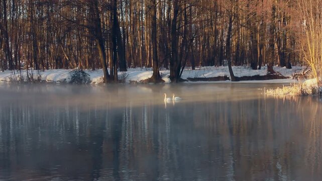 Swan couple gliding steaming river golden sunrise. Snowy winter forest shore.
