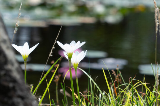 夏の池のほとりに咲く純白のタマスダレ　滋賀県草津市