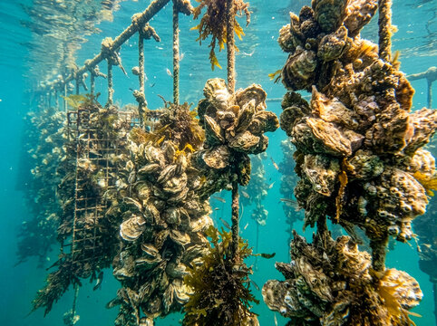 海の中でロープに群生して育つ殻付き牡蠣の水中養殖風景