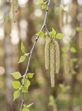 Spring birch catkins hanging on branch, fresh green leaves on tree detail, natural spring forest background